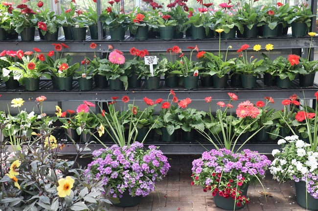Is the Cost of Commercial Plant Display Racks Eating Away Your Profit Margins?