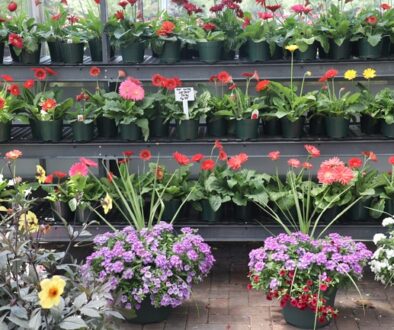 commercial-plant-display-racks